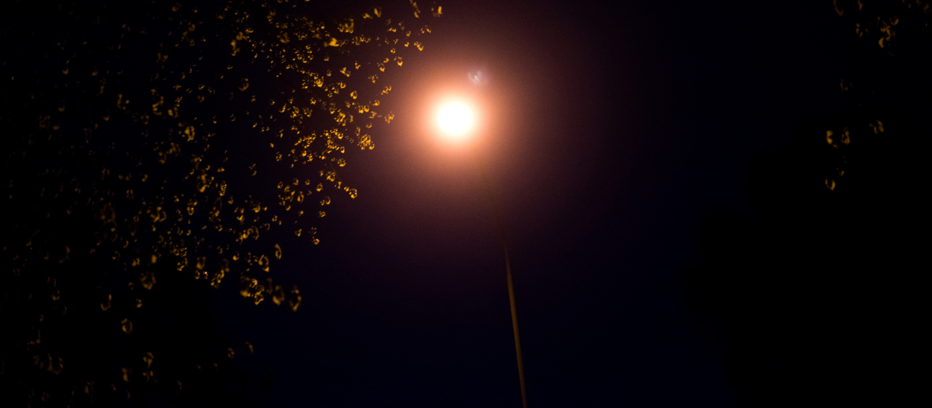Picture of a street lamp from underneath, surrounded by leaves. 