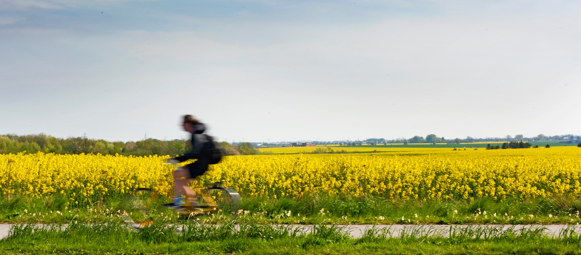 A blurry biker cycles by on a biking lane. In the background a rapeseed field is visible.